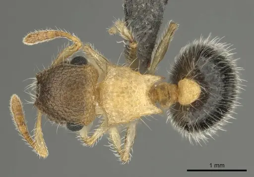 Meranoplus magrettii - CASENT0252647