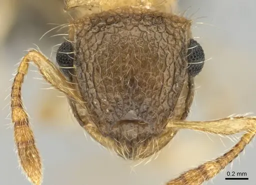 Meranoplus magrettii - CASENT0252647