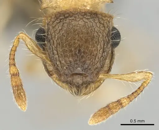 Meranoplus magrettii - CASENT0252647