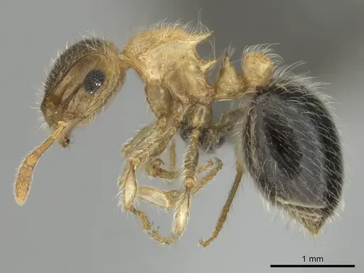 Meranoplus magrettii - CASENT0252647