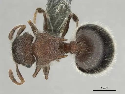 Meranoplus magrettii - CASENT0252877