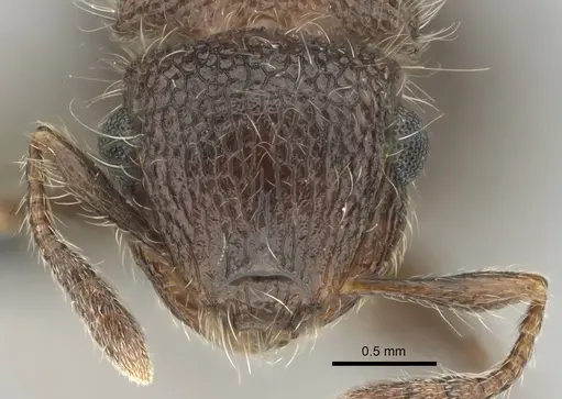 Meranoplus magrettii - CASENT0252877