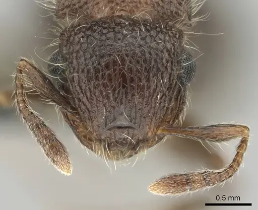 Meranoplus magrettii - CASENT0252877