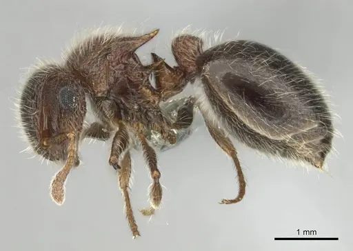 Meranoplus magrettii - CASENT0252877