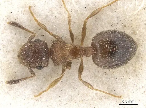 Meranoplus magrettii - CASENT0902018