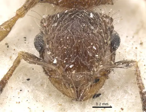 Meranoplus magrettii - CASENT0902018