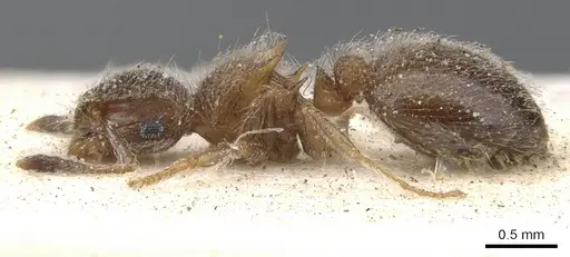 Meranoplus magrettii - CASENT0902018