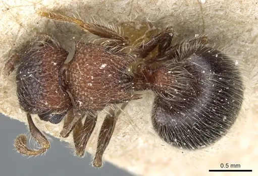 Meranoplus magrettii - CASENT0904682