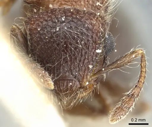 Meranoplus magrettii - CASENT0904682