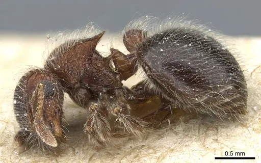 Meranoplus magrettii - CASENT0904682