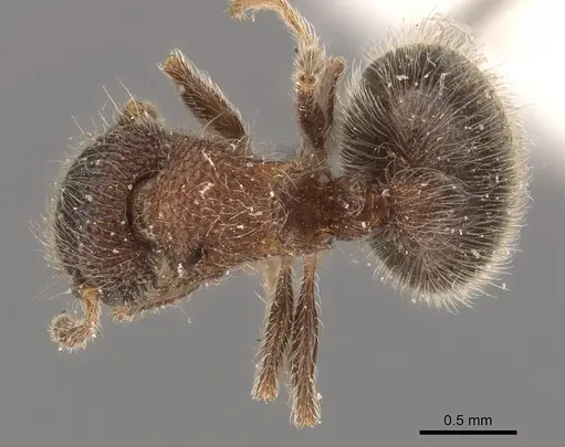 Meranoplus magrettii - CASENT0908931