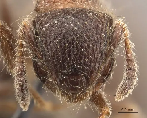 Meranoplus magrettii - CASENT0908931