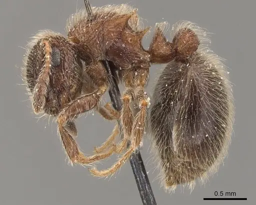 Meranoplus magrettii - CASENT0908931