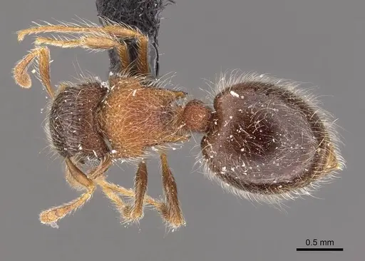 Meranoplus magrettii - CASENT0908932