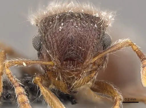 Meranoplus magrettii - CASENT0908932