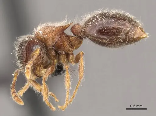 Meranoplus magrettii - CASENT0908932