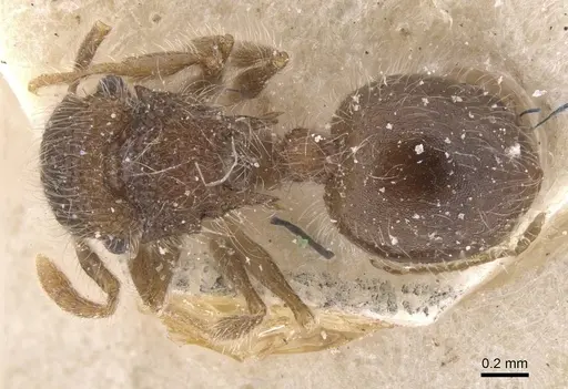 Meranoplus magrettii - CASENT0913022