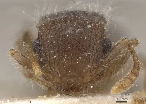 Meranoplus magrettii - CASENT0913022