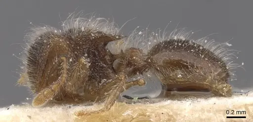 Meranoplus magrettii - CASENT0913022