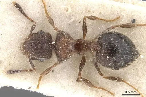 Meranoplus magrettii - CASENT0913023