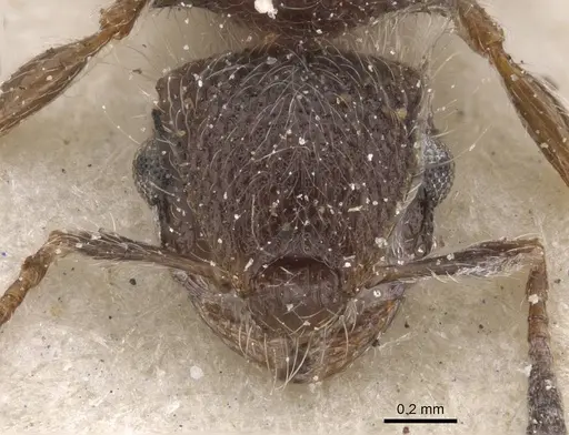 Meranoplus magrettii - CASENT0913023