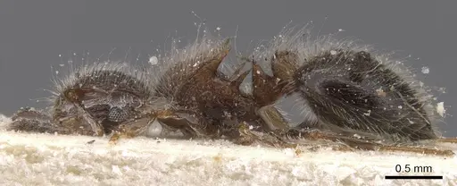 Meranoplus magrettii - CASENT0913023