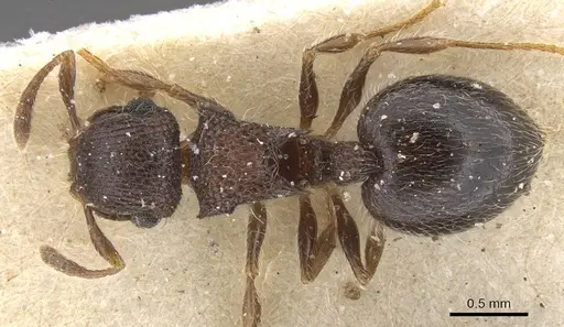 Meranoplus magrettii - CASENT0913024