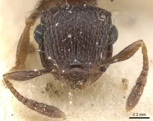 Meranoplus magrettii - CASENT0913024