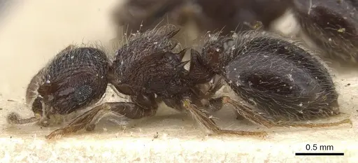 Meranoplus magrettii - CASENT0913024