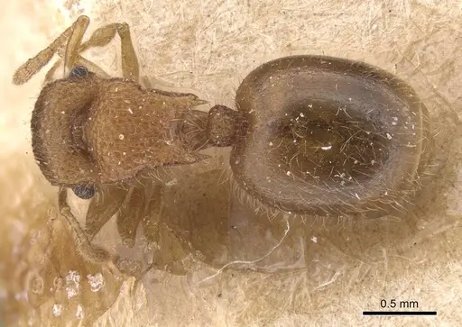 Meranoplus magrettii - CASENT0915400