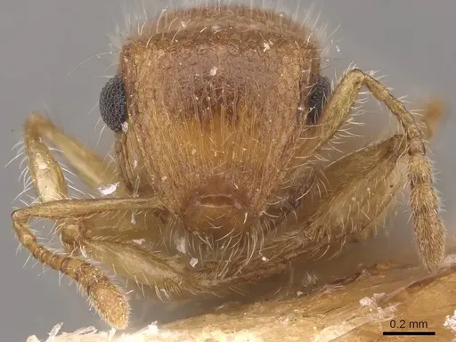 Meranoplus magrettii - CASENT0915400