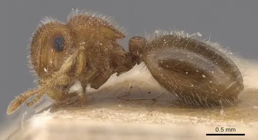 Meranoplus magrettii - CASENT0915400