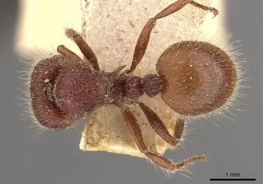 Meranoplus mars specimen