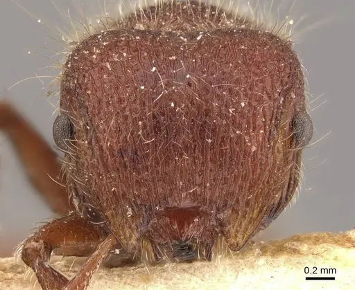 Meranoplus mars specimen