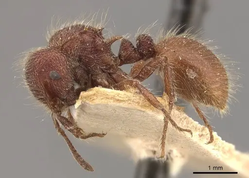 Meranoplus mars specimen