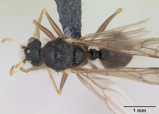 Meranoplus mayri specimen