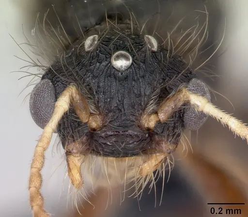 Meranoplus mayri specimen