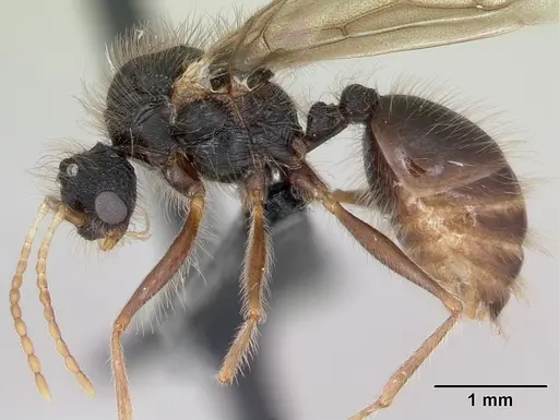 Meranoplus mayri specimen