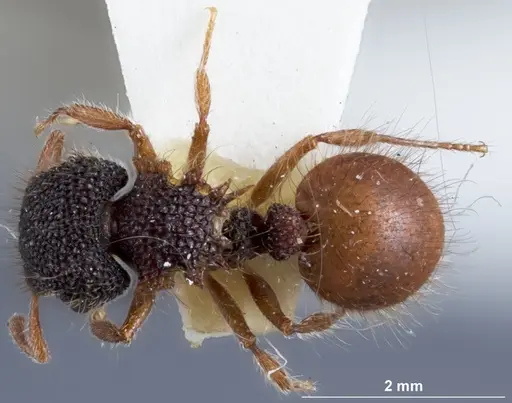 Meranoplus mcarthuri specimen