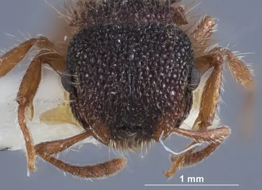 Meranoplus mcarthuri specimen