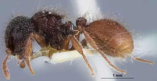 Meranoplus mcarthuri specimen