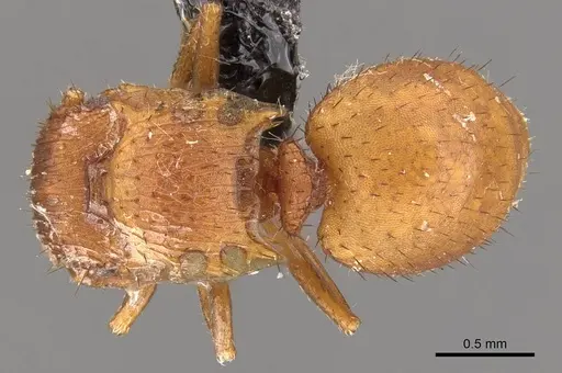 Meranoplus minimus specimen