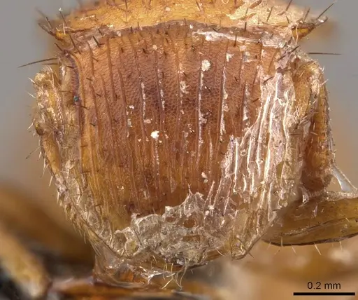 Meranoplus minimus specimen