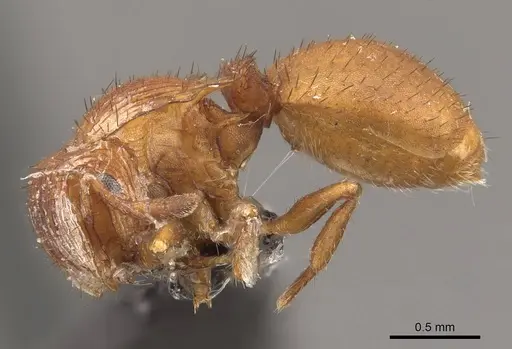 Meranoplus minimus specimen