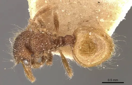 Meranoplus minor specimen