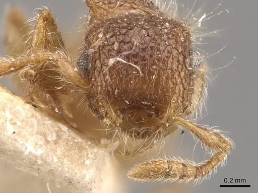 Meranoplus minor specimen