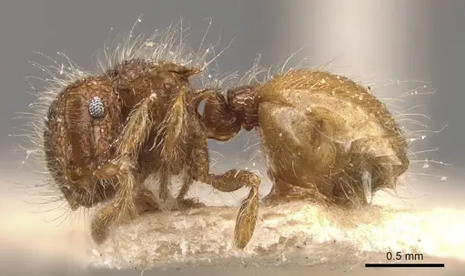 Meranoplus minor specimen