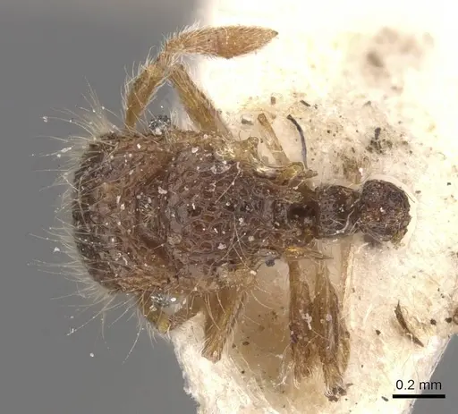 Meranoplus minor - CASENT0913025