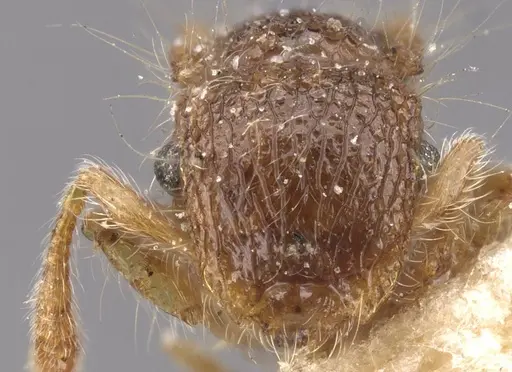 Meranoplus minor - CASENT0913025