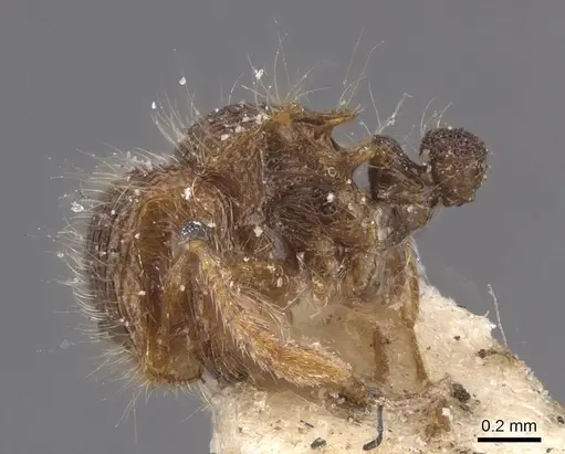 Meranoplus minor - CASENT0913025